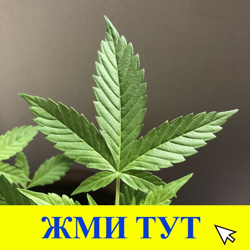 Купить наркотики в Тихвине